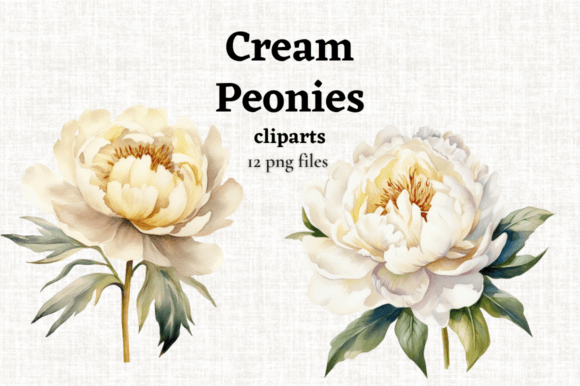 Watercolor Cream Peony Clipart 12 PNGs: Elevating Your Creative Designs with Timeless Elegance